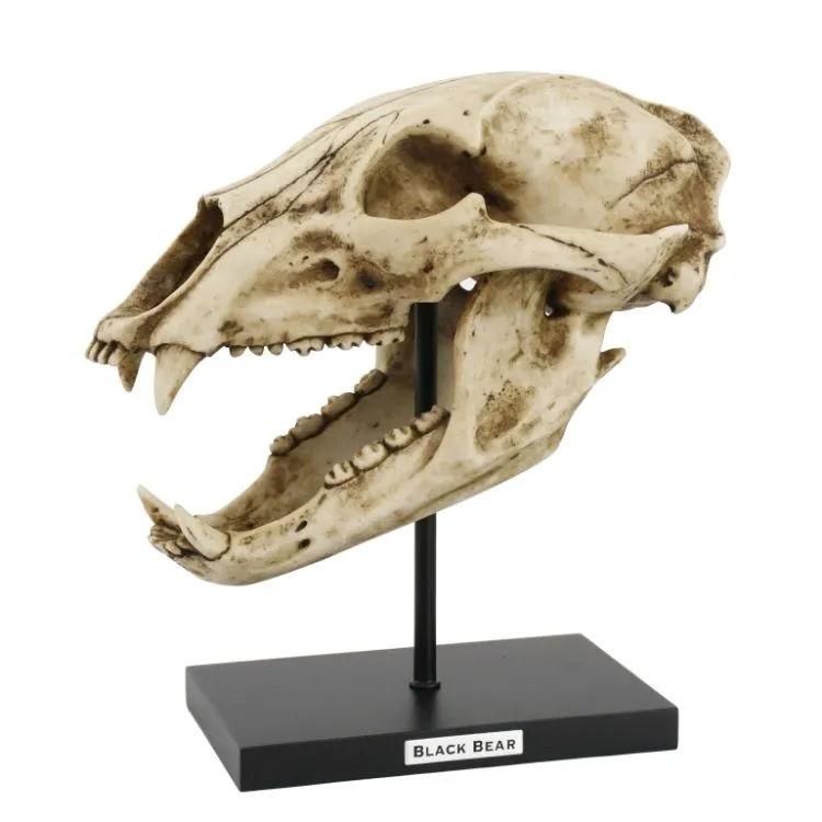 10.75" Black Bear Skull on Stand Statue